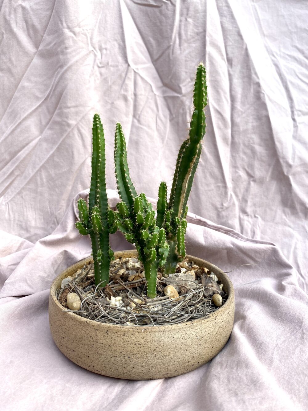 3 cactos em cumbuca