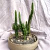 3 cactos em cumbuca
