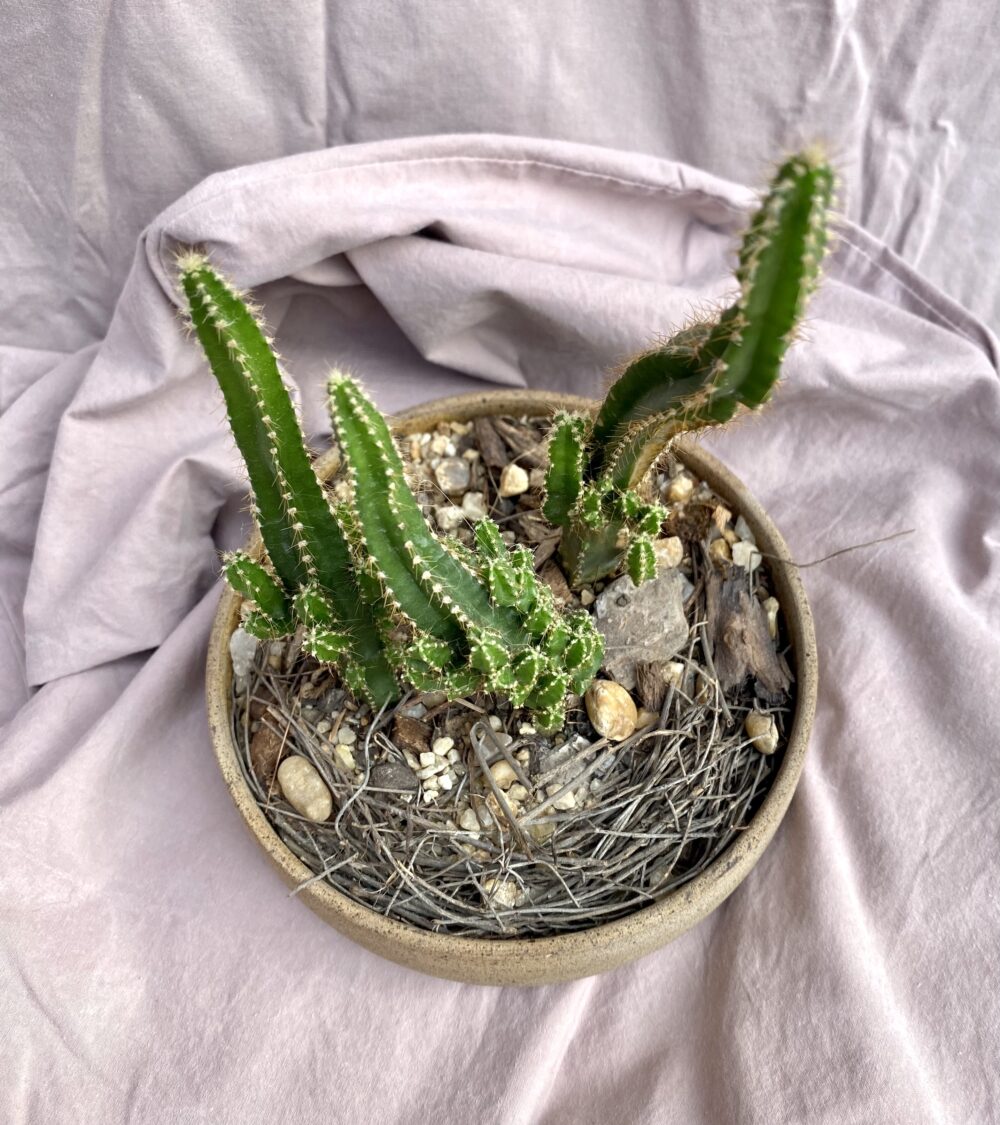3 cactos em cumbuca