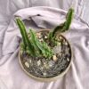 3 cactos em cumbuca