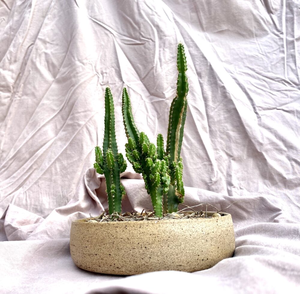 3 cactos em cumbuca