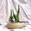 3 cactos em cumbuca